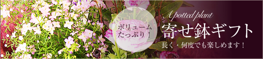 寄せ鉢ギフト