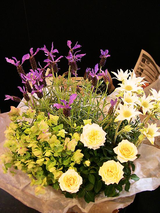 ハーブと季節の鉢花ギフト