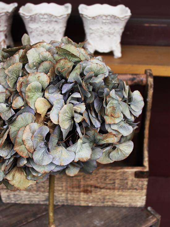 ハイドランジア(あじさい)のドライフラワー(大輪)