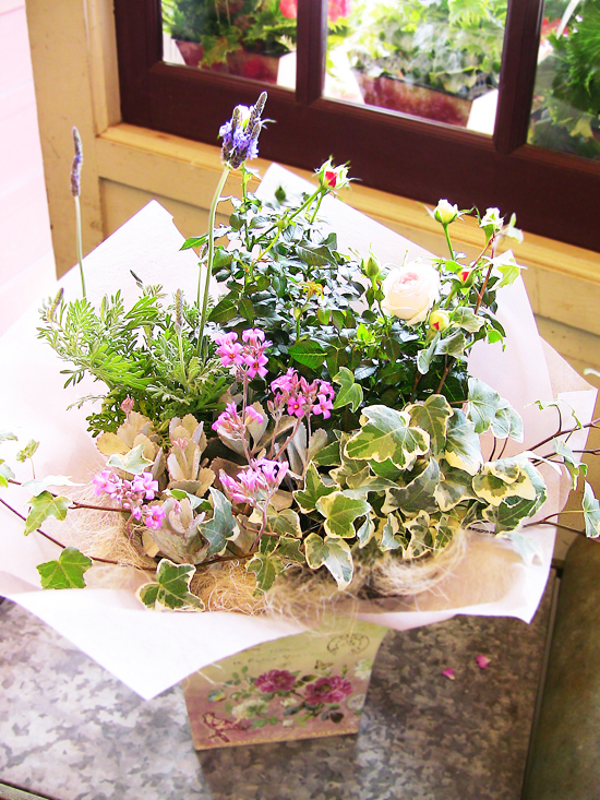 バラとラベンダーの寄鉢